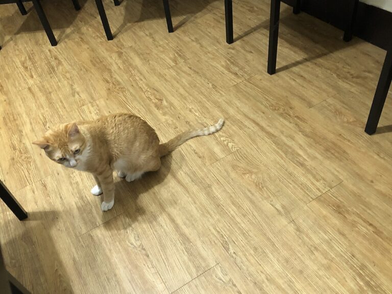 A cat watching a cafe floor with a small spill of milk