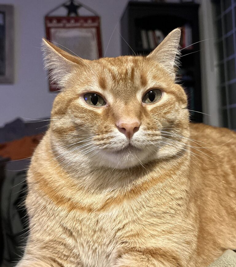 A cat peering over the edge of a cafe counter at a customer