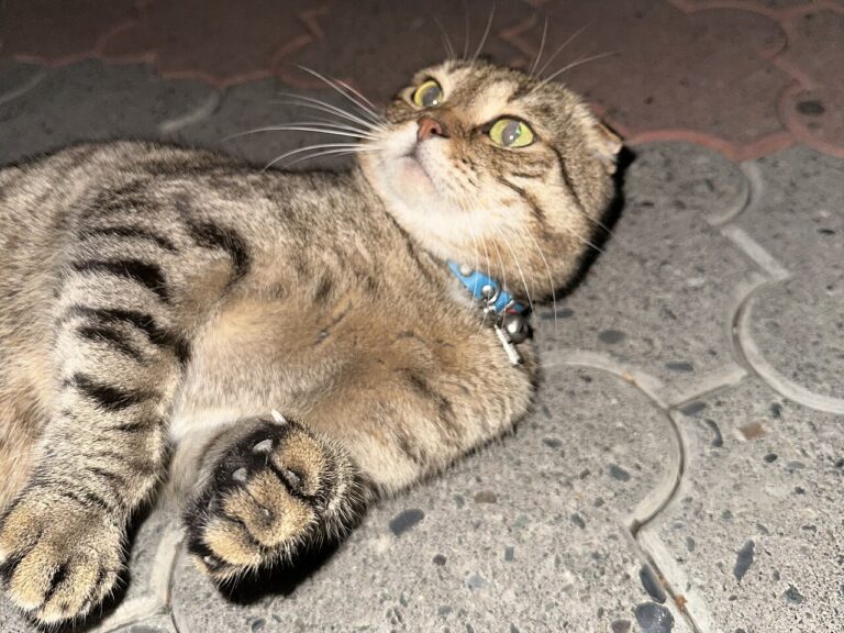 A cat sitting on a stack of cafe loyalty cards
