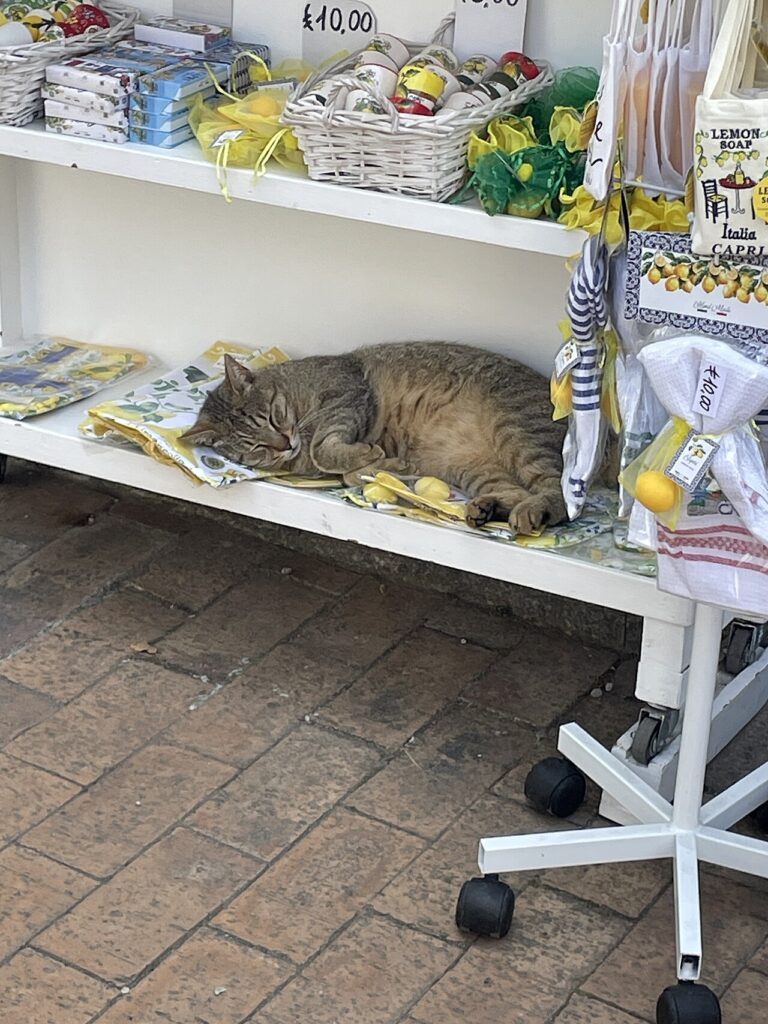 A cat sitting on a pillow staring at a sleeping human at dawn