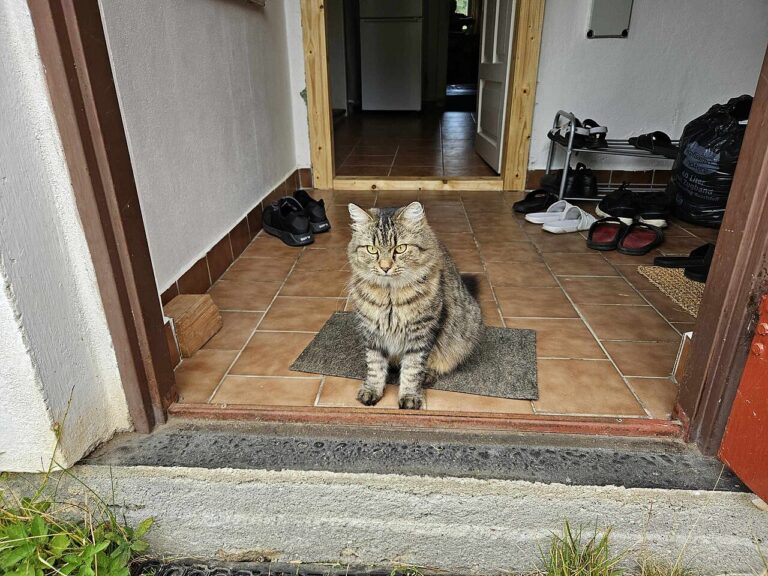 A cat lying across a cafe doorway in the evening light