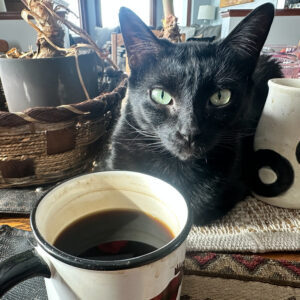 Photo of a cat for House Blend, Brewed by Paw