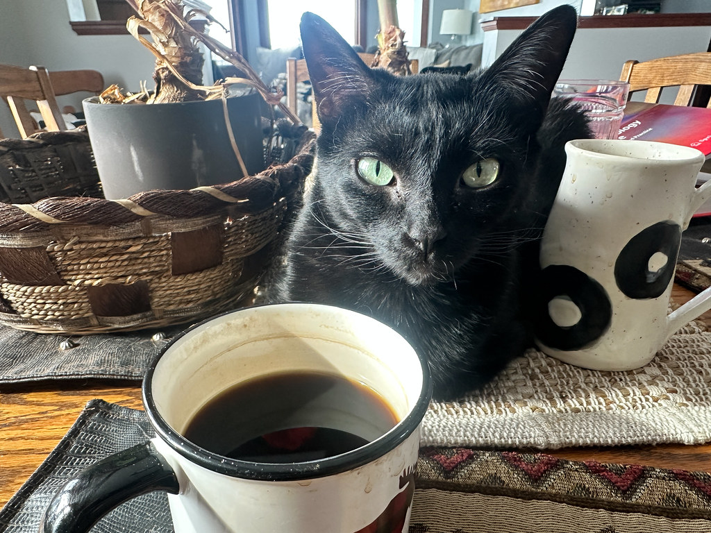 Photo of a cat for House Blend, Brewed by Paw