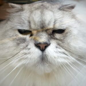 Photo of a cat for Grumpy Persian Cold Brew