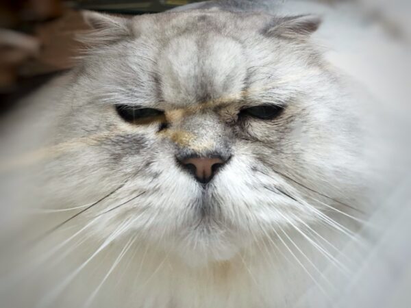 Photo of a cat for Grumpy Persian Cold Brew