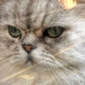 Photo of a cat for Hairball Espresso, Double Shot of Regret