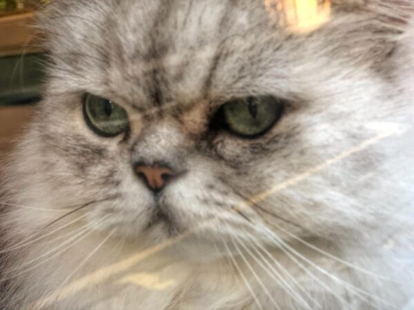 Photo of a cat for Hairball Espresso, Double Shot of Regret
