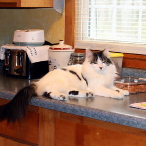 'I am not sorry I.... am sprawled out on the kitchen counter!!' Photo of a cat for Whole Bean Bag, Torn Open
