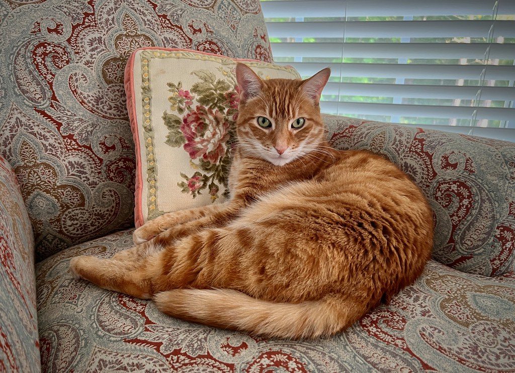 A cat at Purrcolator Cafe