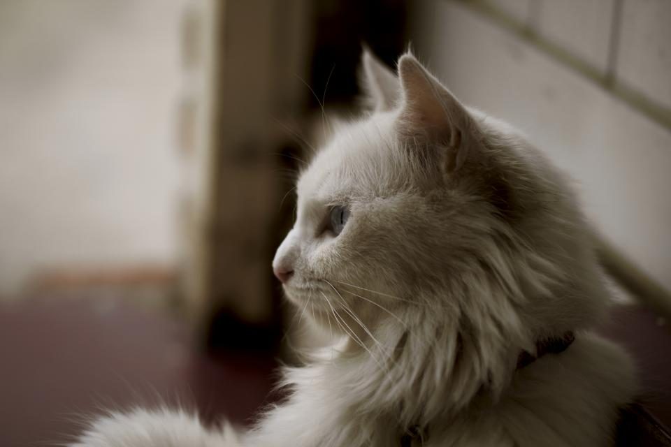 A cat at Purrcolator Cafe Cat Lounge Seating