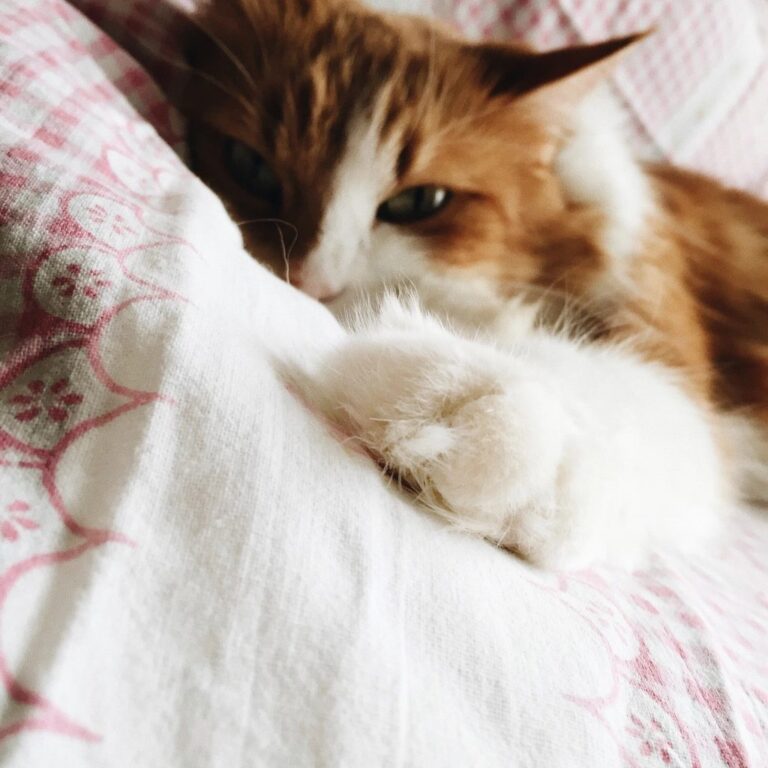A cat at Purrcolator Cafe